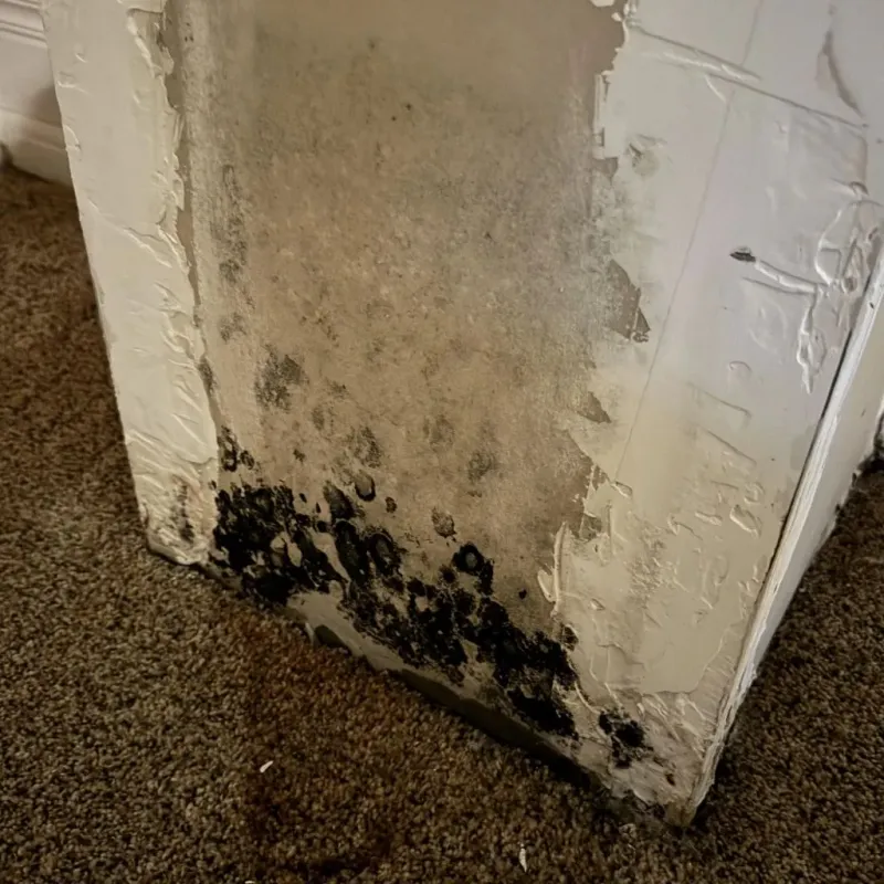Professional Mold Removal in Berkeley, CA